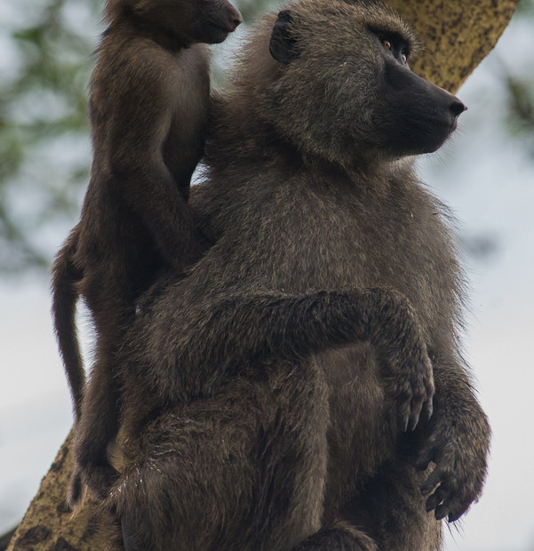 Baboons