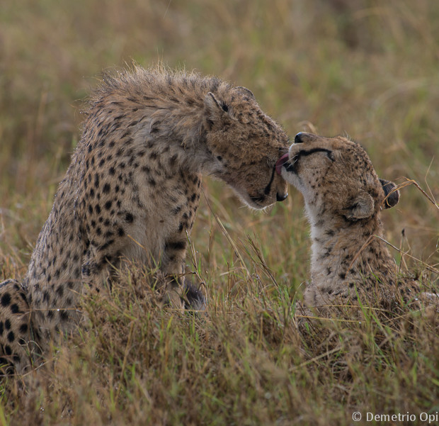 Cheetahs