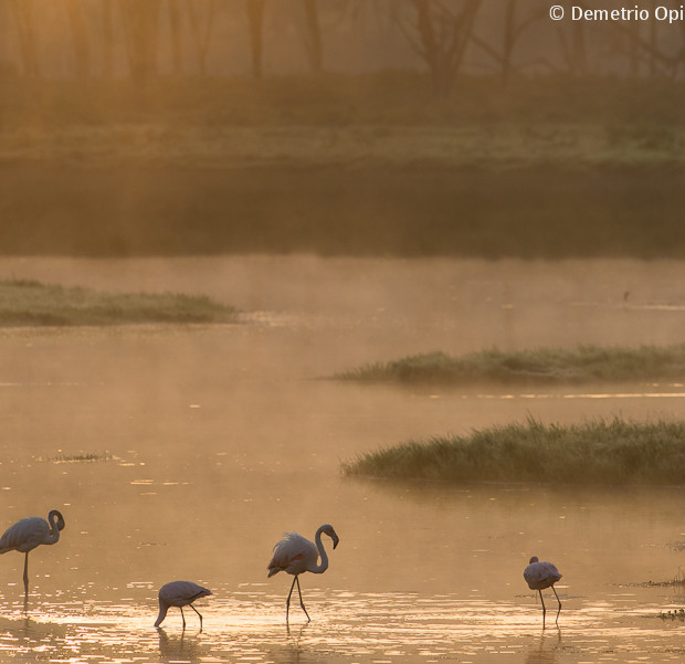 Flamingos