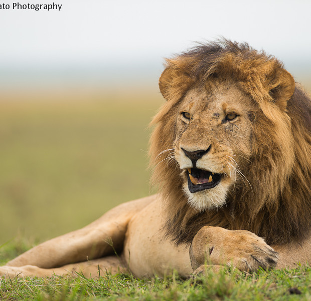 Il Re Della Savana