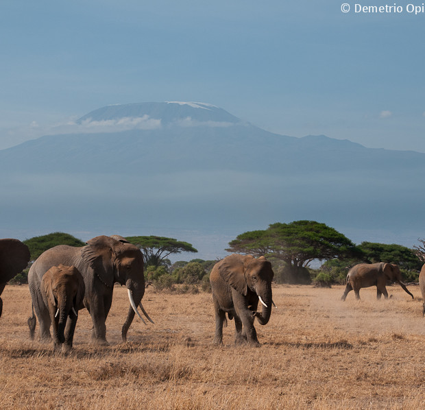 Kilimanjaro And Elephants