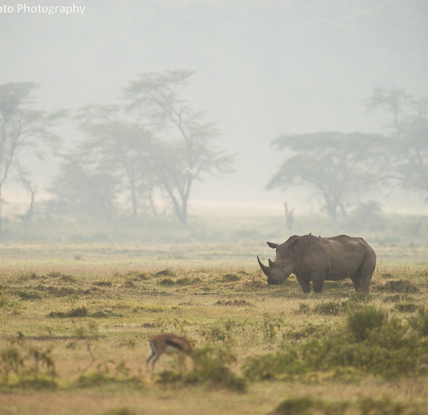 White Rhino