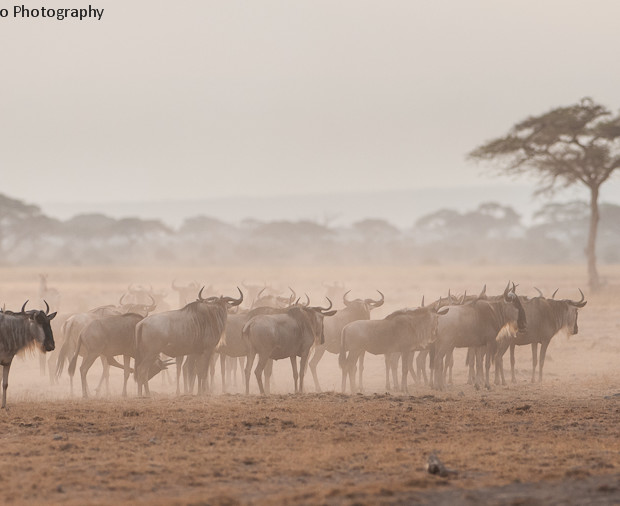 Wildebeests Into The Dust