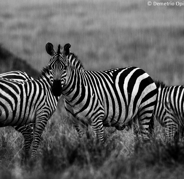 Zebras Under The Rain