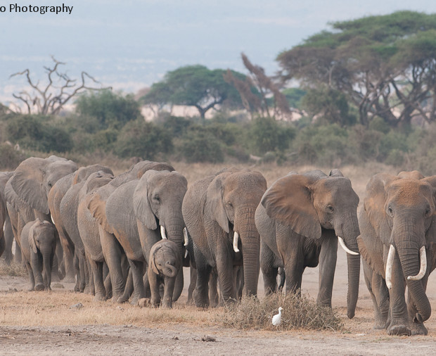 Amboseli Elephants