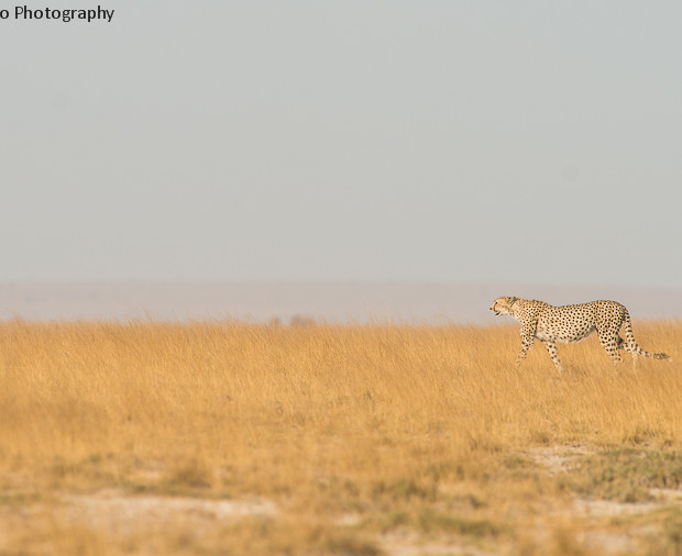 Amboseli Cheetah