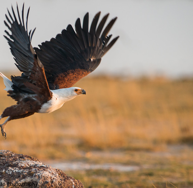 Aquila Pescatrice Africana