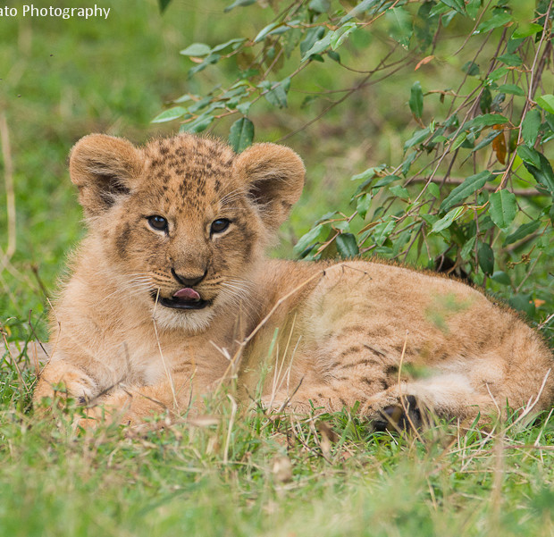 Baby Lion