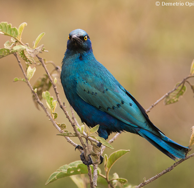 Blue Eared Glossy Starling