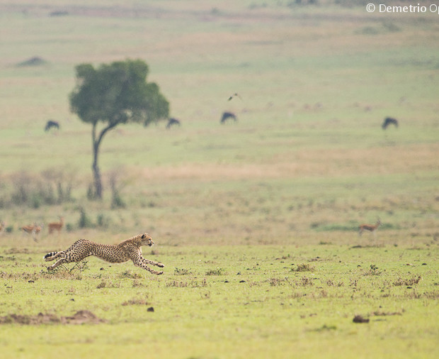 Cheetah In Run