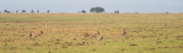 Cheetahs Hunting