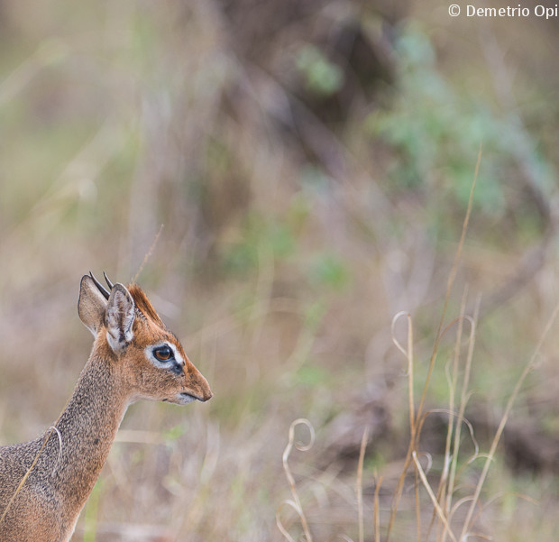 Dik Dik