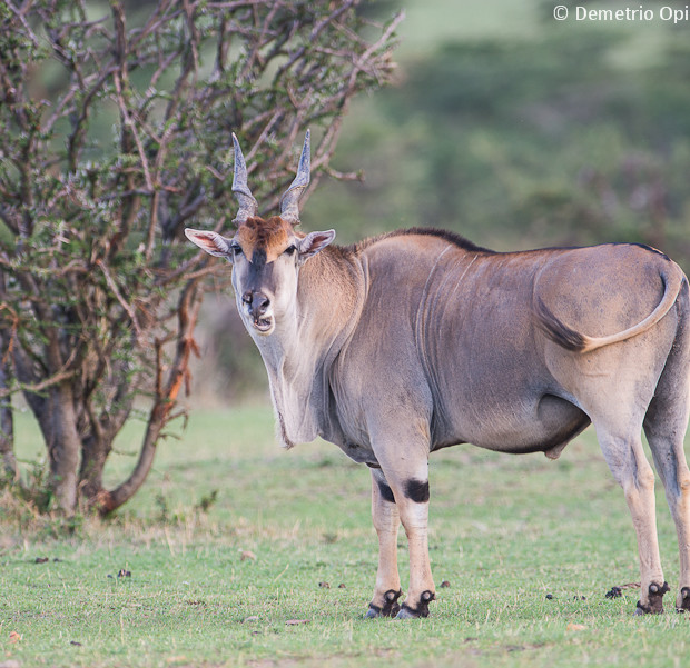 Eland