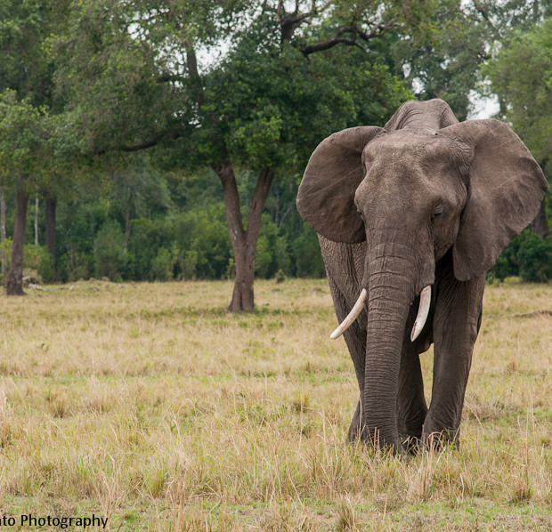 Elefante Solitario