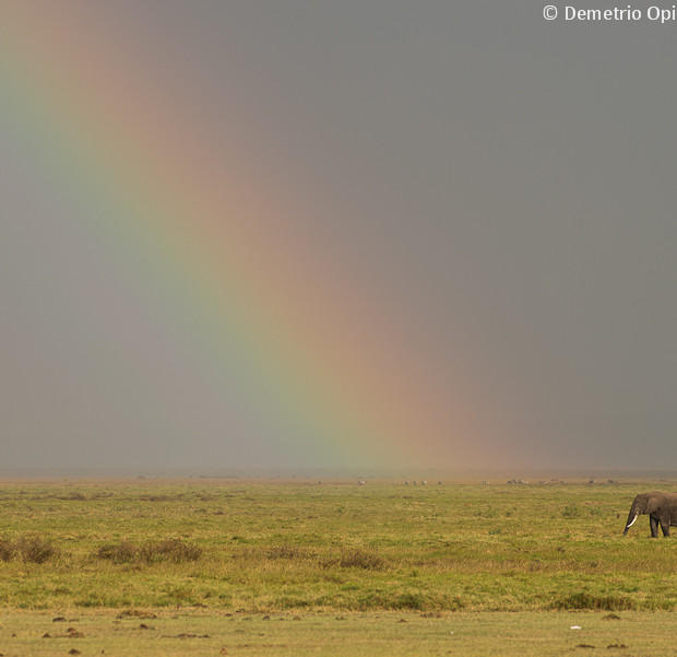 Elephant & Rainbow