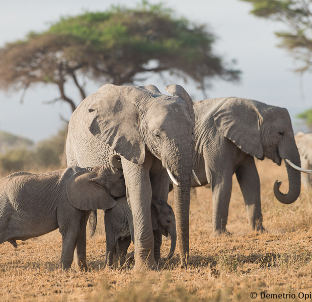 Elephants Family