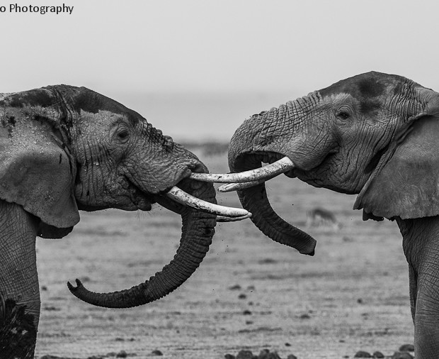 Elephants Fighting