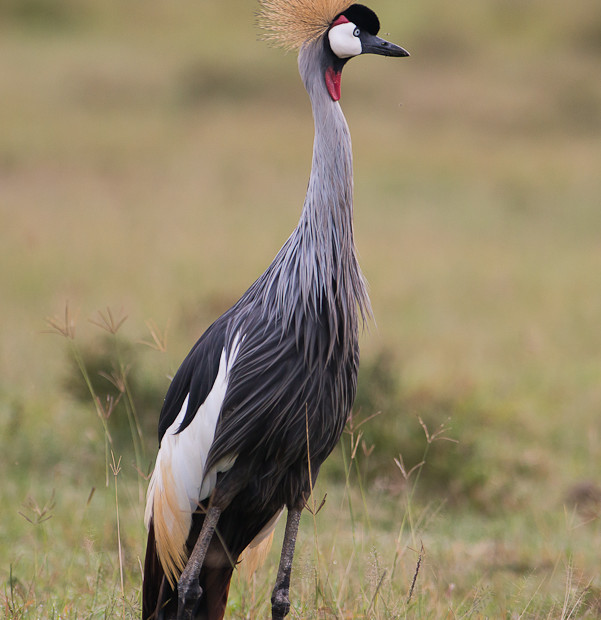 Gru Coronata Grigia