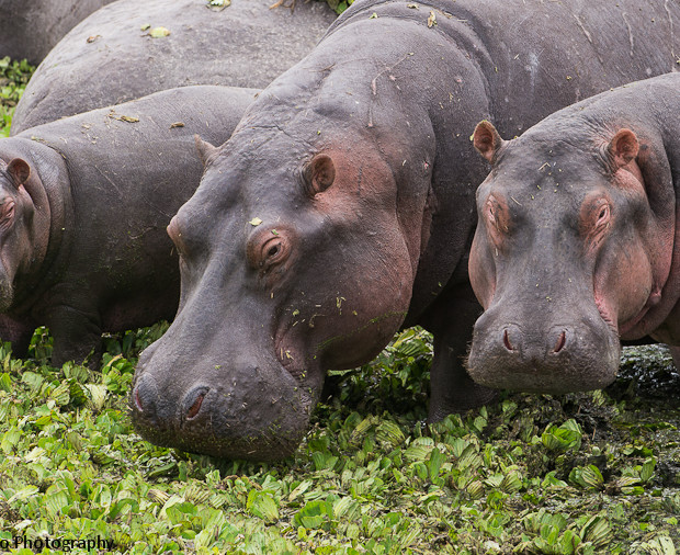 Hippo Family