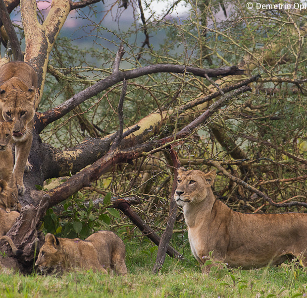 Lions Family