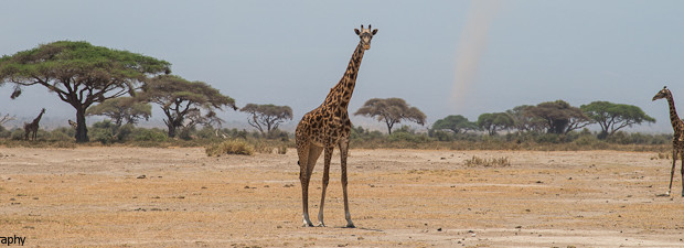 Masai Giraffes