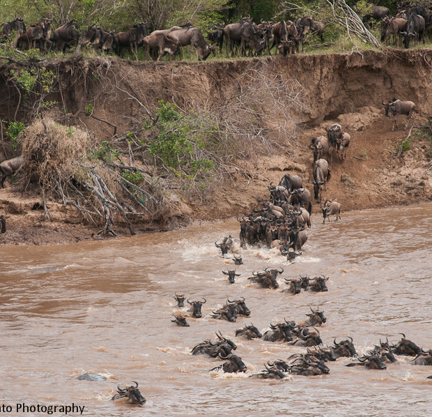 Migration On Mara