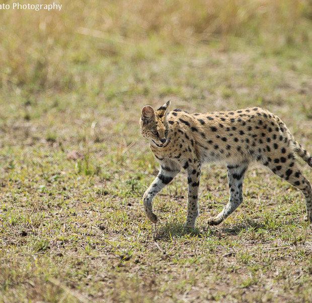 Serval Al Sole