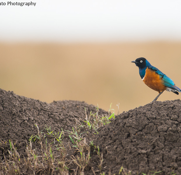 Superb Starling