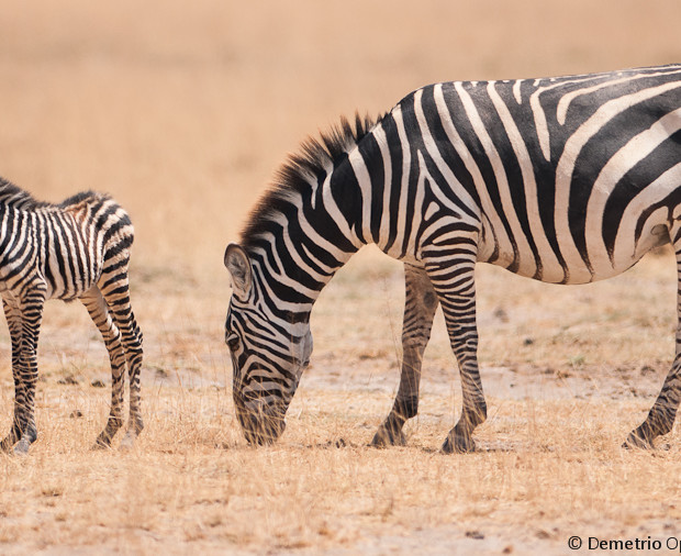 Zebra & Cub