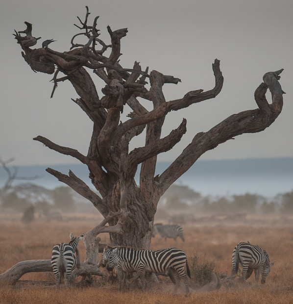 Zebras At Sunrise