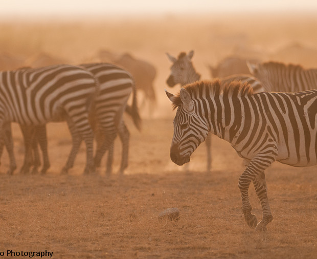 Zebras Into The Dust