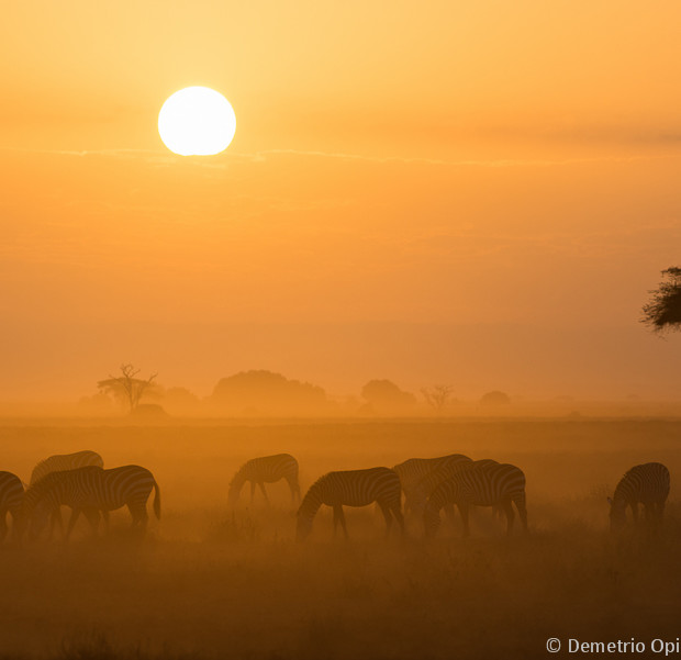 African Landscape