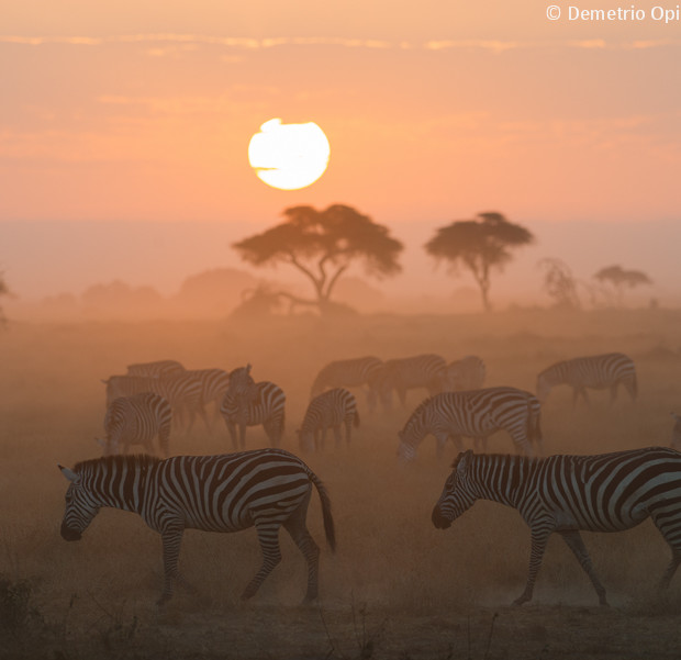 Alba, Polvere E Zebre