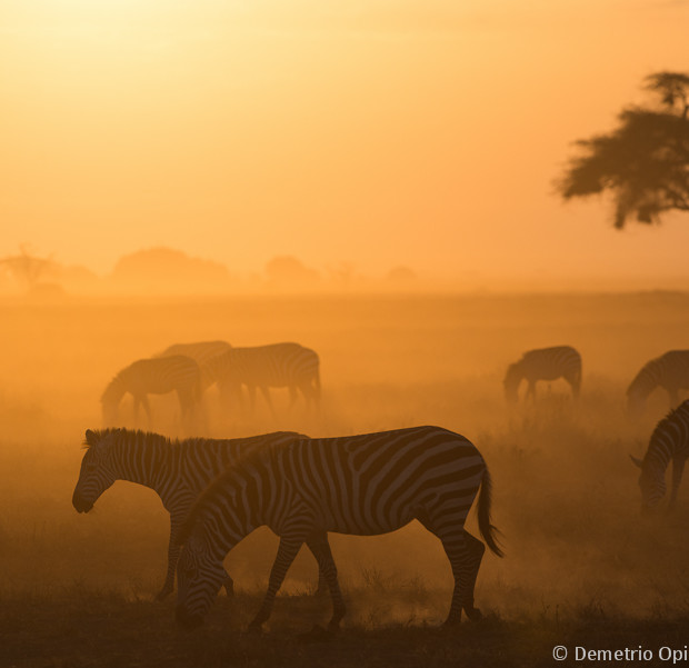 Amboseli Dust