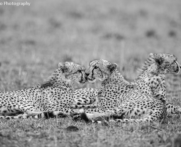 Cheetahs Family