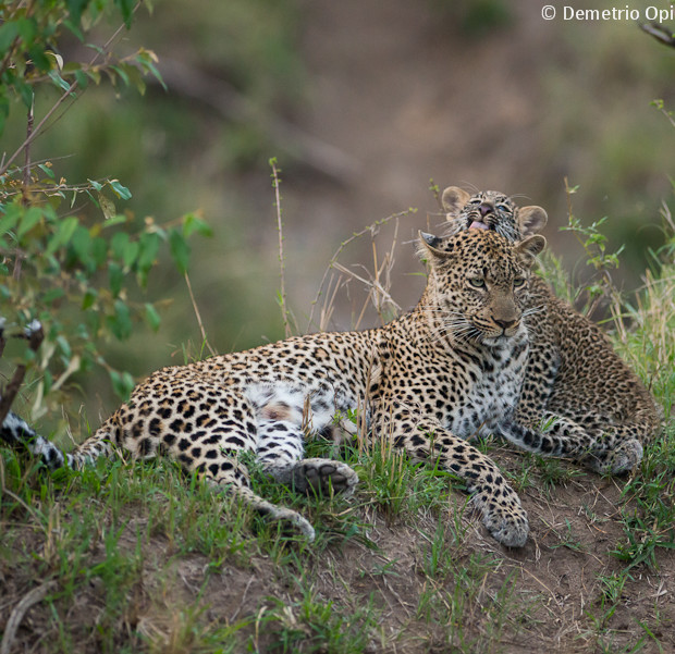 Leopard With Cub