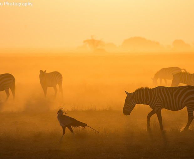 Secretary Bird And Zebras