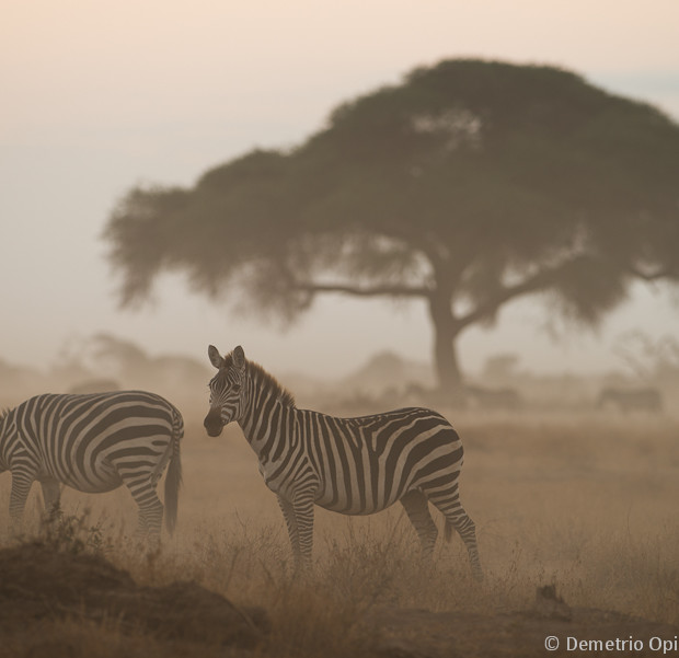 Zebre All’alba