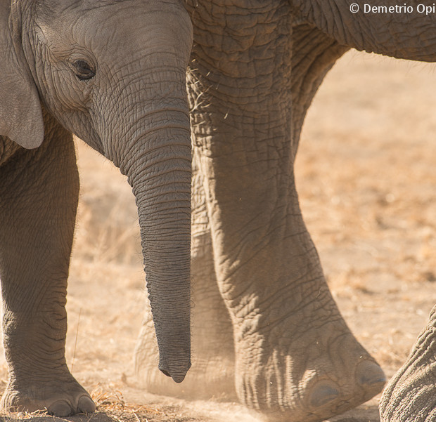 Elephant Cub