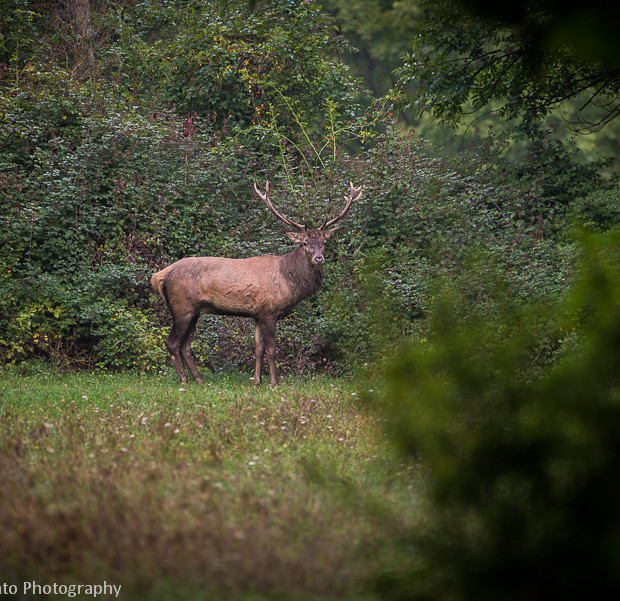 Cervo Nel Bosco