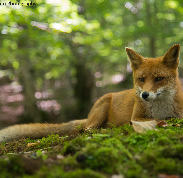 Red Fox